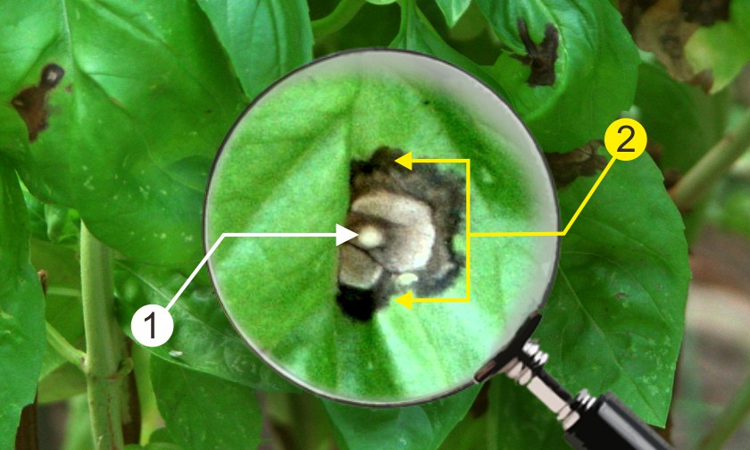 Ketahanan Alamiah Tanaman Terhadap Penyakit & Cuaca