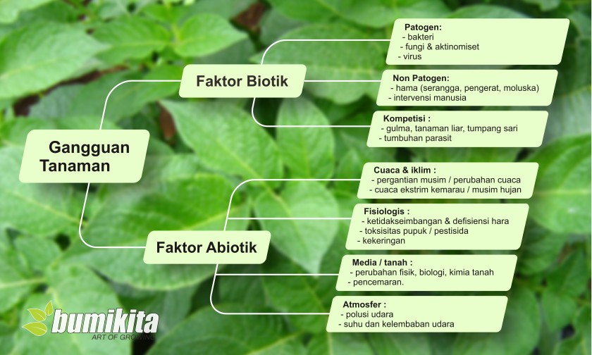 Macam-macam Faktor Penyebab Gangguan Pada Tanaman