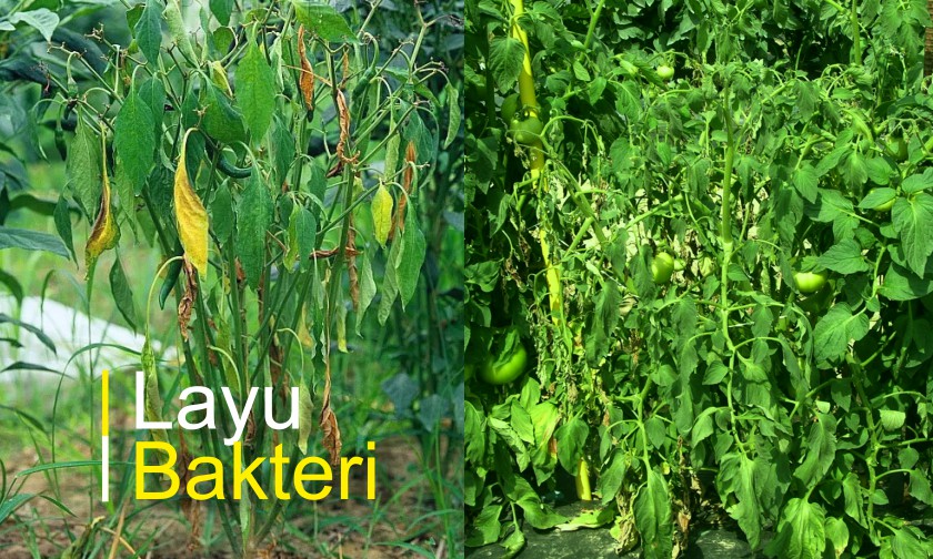 Layu pada Cabai, Tomat dan Terong - Bag. 1 (Bakteri)