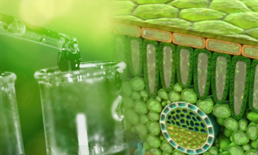 Mengenali Jenis-jenis Adjuvan untuk Pertanian