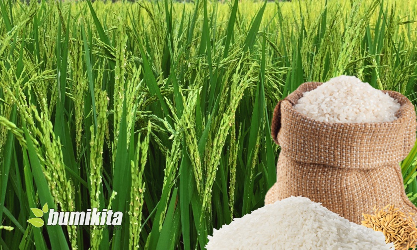 Teknik Pemupukan Padi untuk Meningkatkan Hasil Panen