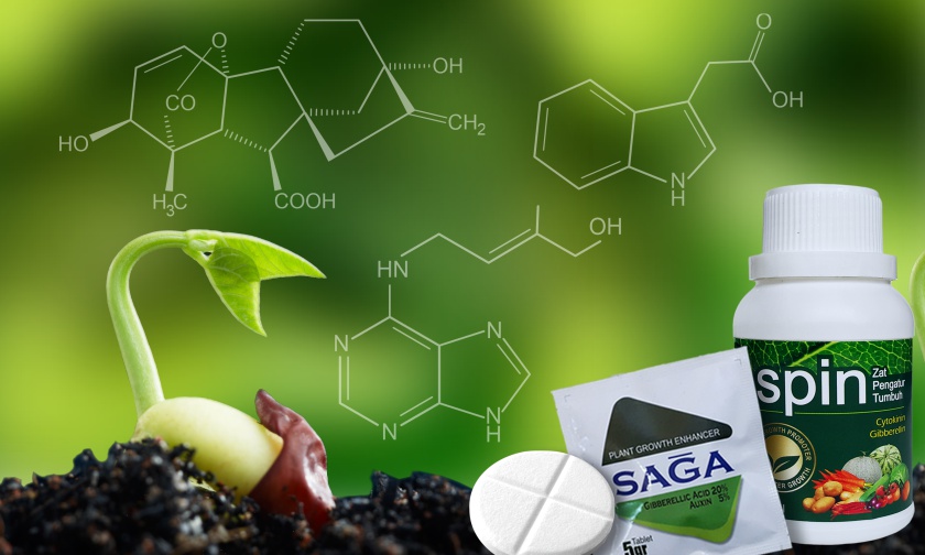Hormon, Zat Pengatur Tumbuh dan Manfaatnya Bagi Tanaman