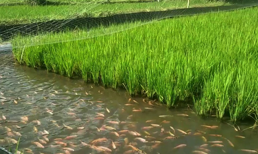 Meningkatkan Pendapatan Petani dengan Pola Mina Padi