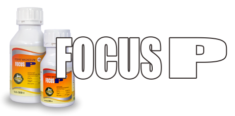 FOCUS P