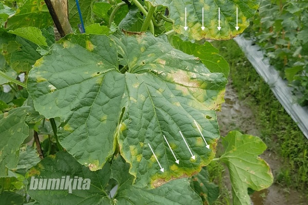 Bumikita Makmur